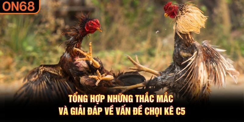 Tổng hợp những thắc mắc và giải đáp về vấn đề chọi kê C5